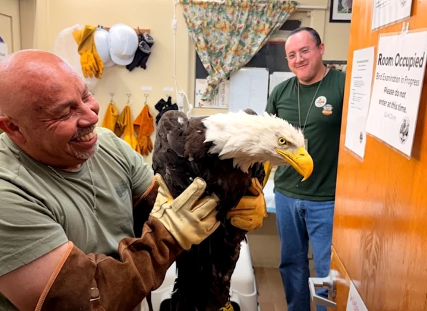 Jackie the bald eagle being cared for during her rescue